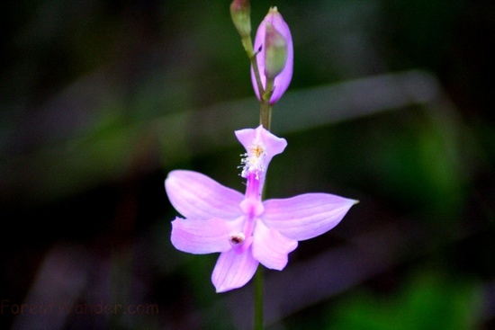 Strange Flower