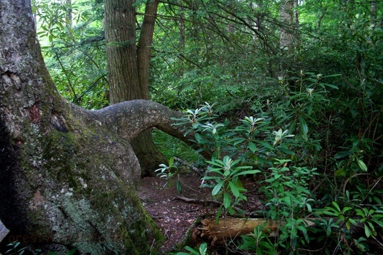 Strange Treetrunk