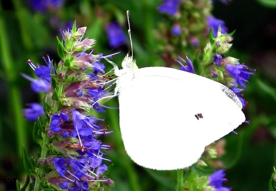 White Butterfly Blue Flowers