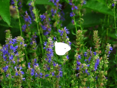 White Butterfly Flowers