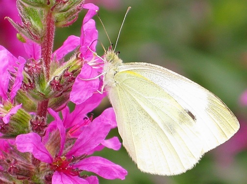 White Butterfly Pink Flower