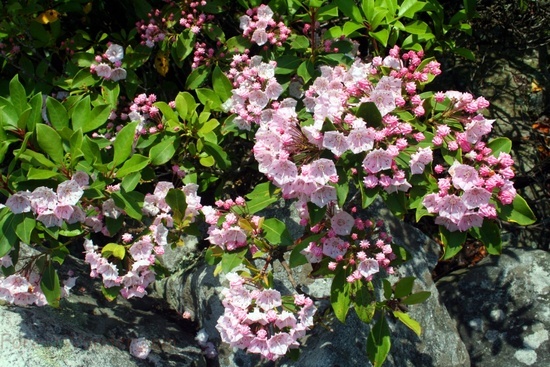 Wild Rododendren