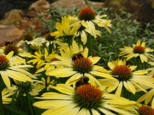 Yellow Cone Flowers Bees