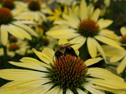 Yellow Cone Flowers Bumble Bee