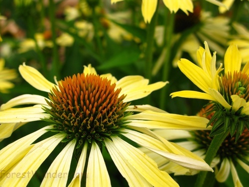 Yellow Cone Flowers