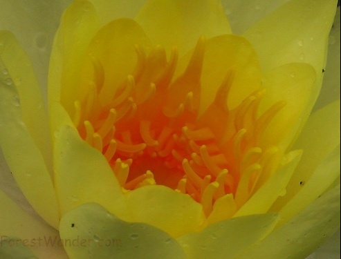 Yellow Water Lily