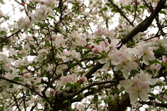 Apple Tree Flowers Blooms