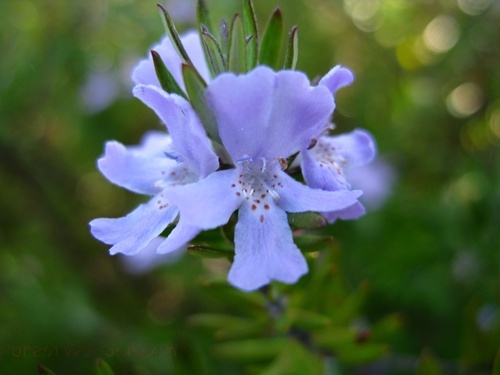 Blue Flower Close