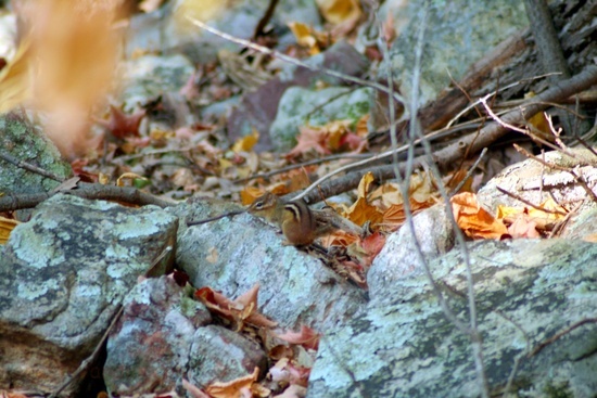 Chipmunk 1a