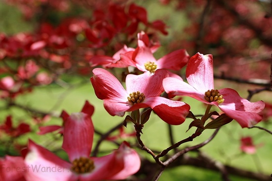 Close Pink Dogwood