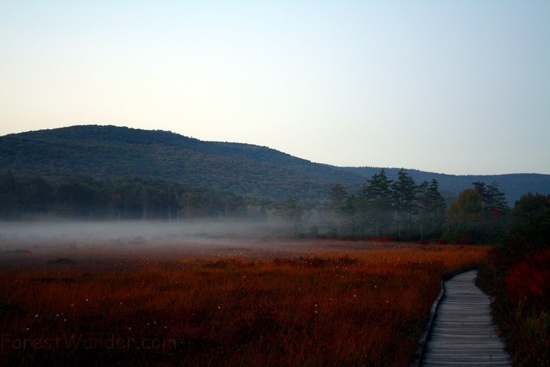 Cranberry Glades Fog 1