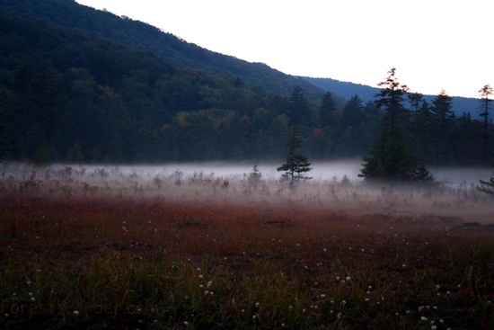 Cranberry Glades Fog 3