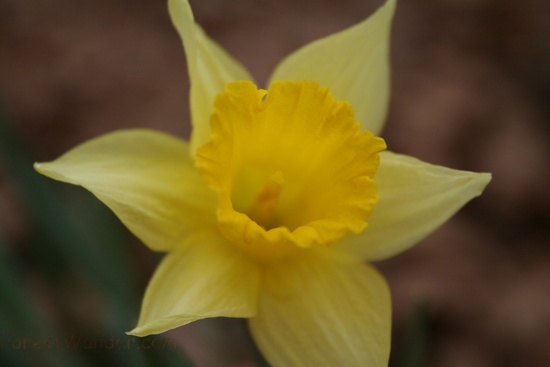 Daffodil3web