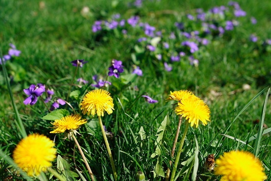 Dandelion Flower Grass