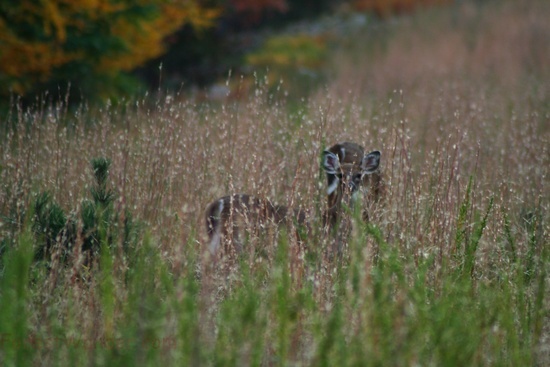 Deer Field