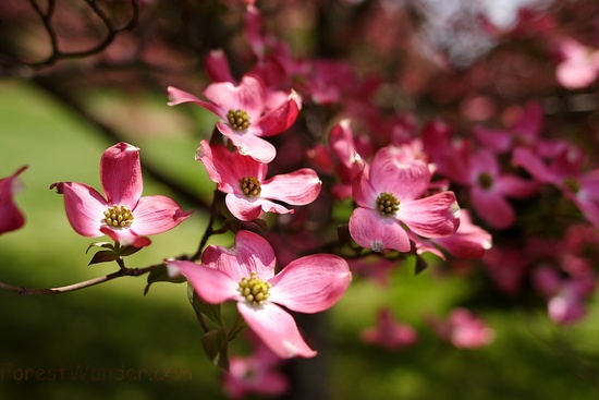 Dogwood Pink Bloom