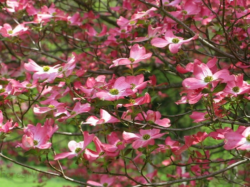 Dogwood Pink Flowering Tree