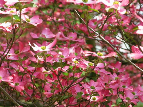 Dogwood Pink Flowers