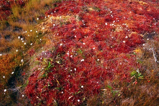 Dolly Sods Bog