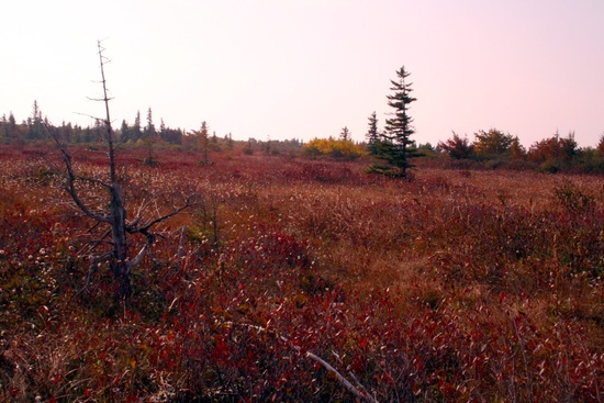 Dolly Sods Fall Cotton Grass 2