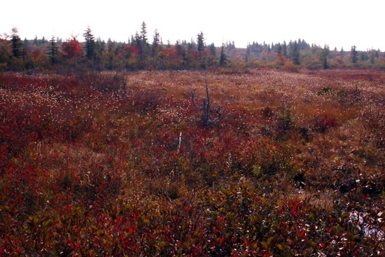 Dolly Sods Fall Cotton Grass