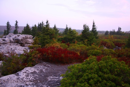 Dolly Sods Fall Morning 2