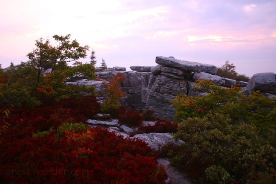 Dolly Sods Fall Morning 6