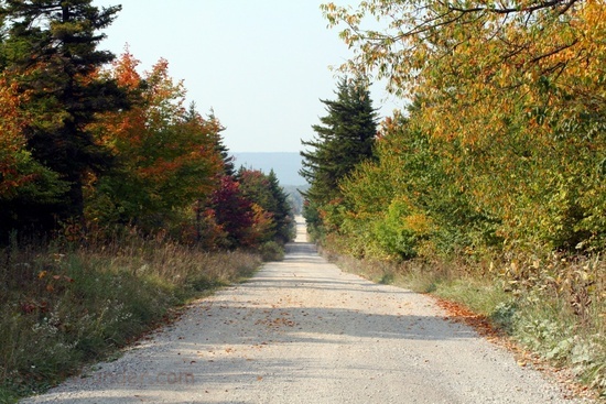 Dolly Sods Fall Road