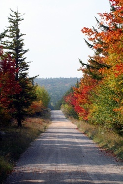 Fall Road Dolly Sods