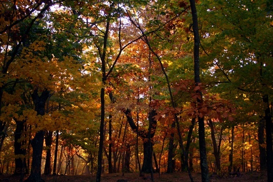 Fall Forest North Fork Mountain