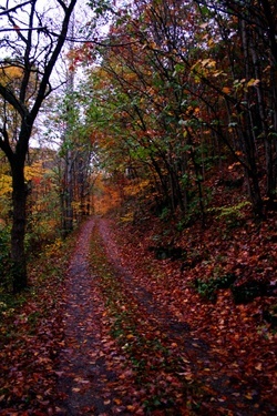 Fall Leaf Road