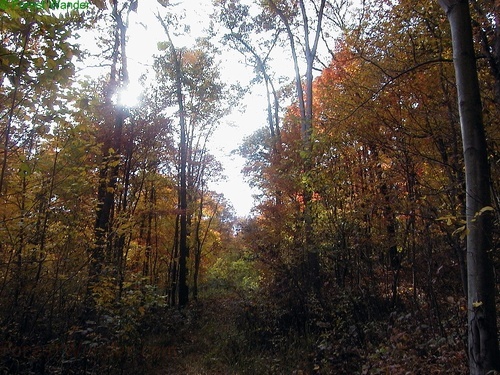 Fall Trees Trail