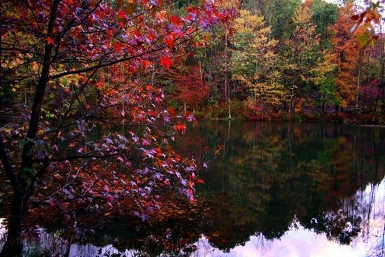 Fall Trees Winecellar Lake