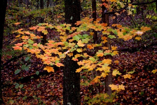 Fall Yellow Green Leaves