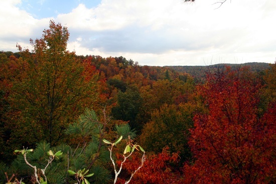 Fall Forest View 1 