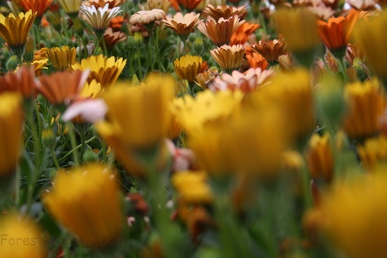 Fieldofdaisyweb