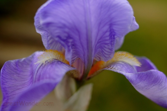 Flower Spring Iris Blue