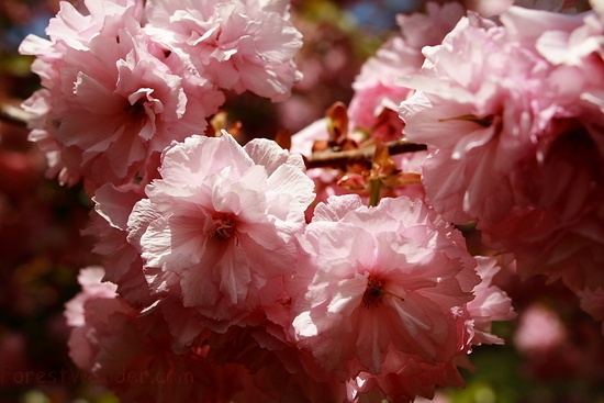Flowering Pink Tree Bloom Spring