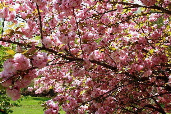Flowering Pink Tree Grass