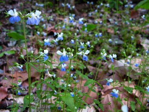 Flowers Forest Floor Blue White