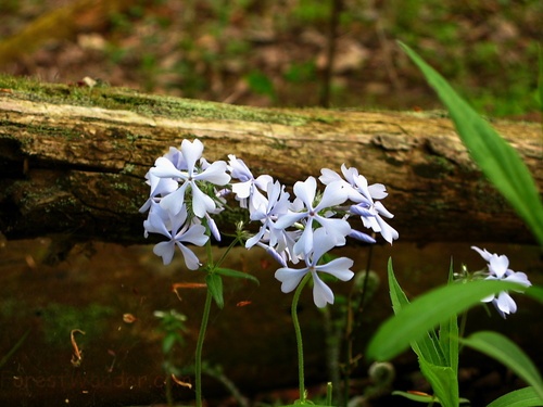 Flowers Forest Log