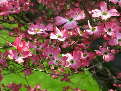 Flowers Pink Dogwood