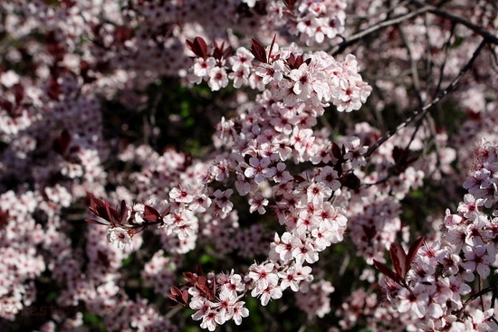 Flowers Plum Tree