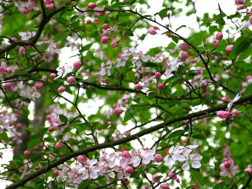 Flowery Spring Tree