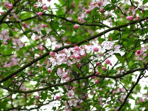 Flowery Tree Spring