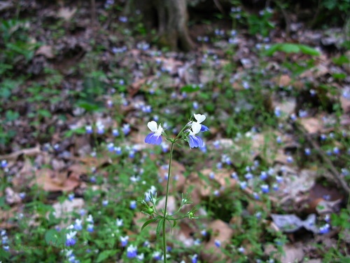 Forest Flowers Blue White