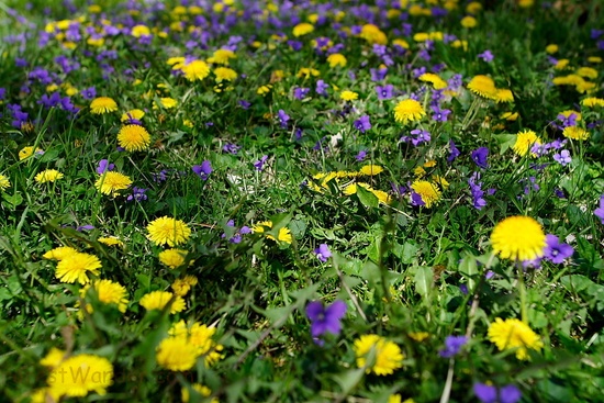 Grass Spring Wild Flowers