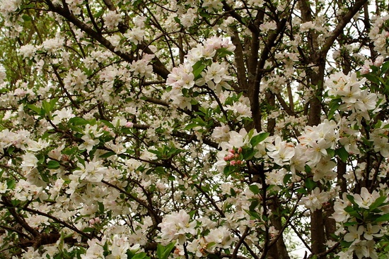 Inside Apple Tree Flowers
