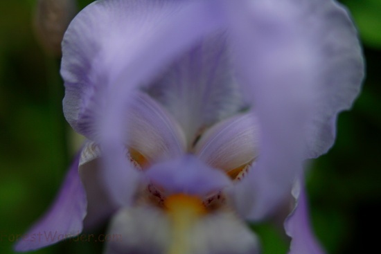 Inside Iris Bloom