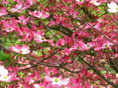 Inside Pink Dogwood Tree Flowers